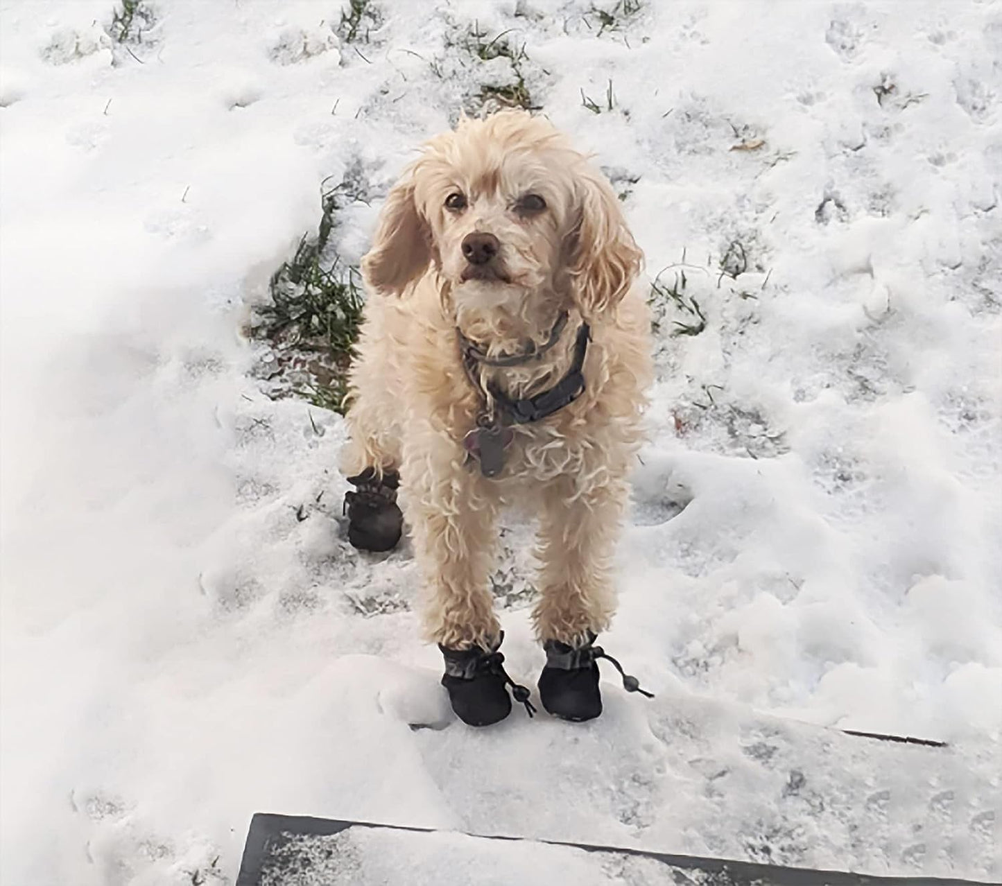 Waterproof Dog Boots